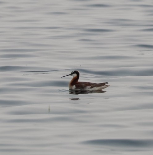 Wilson's Phalarope