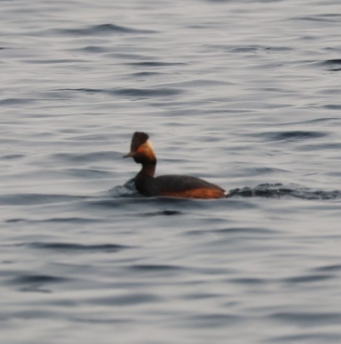 Eared Grebe