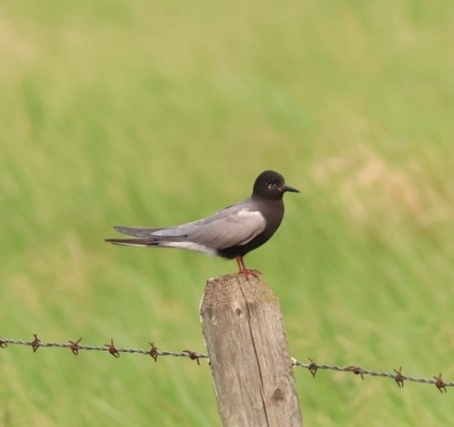 Black Tern