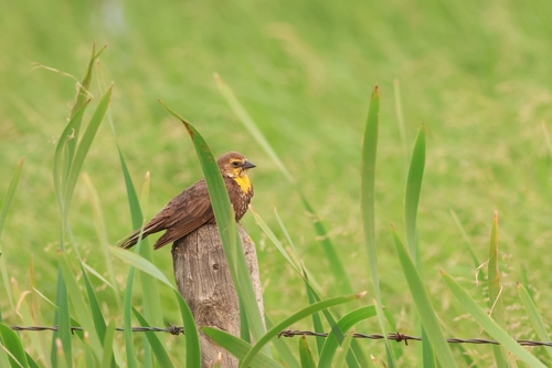 Yellow-headed Blackbird
