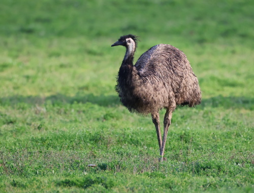 Emu
