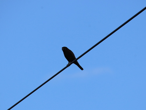 Brown Falcon