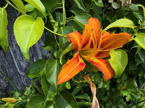 orange day-lily