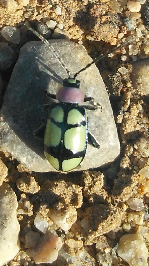 Omophoita octoguttata from Quatro Barras on April 25, 2020 by Talita