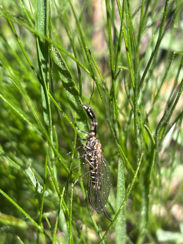 iNaturalist observation photo of American Square-headed Snakeflies