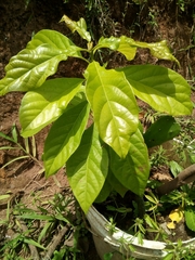 Image of Persea americana