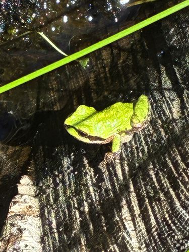 iNaturalist observation photo of Pacific chorus frog