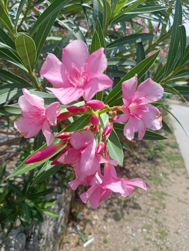 oleander