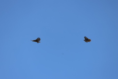 Red-tailed Hawk