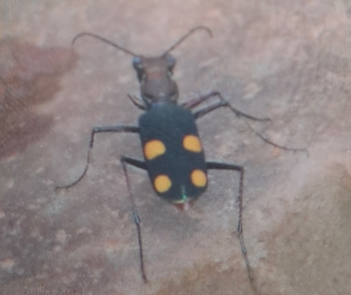 Bicoloured Tiger Beetle