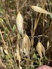 Wild Oat - Photo (c) kmerrill, all rights reserved