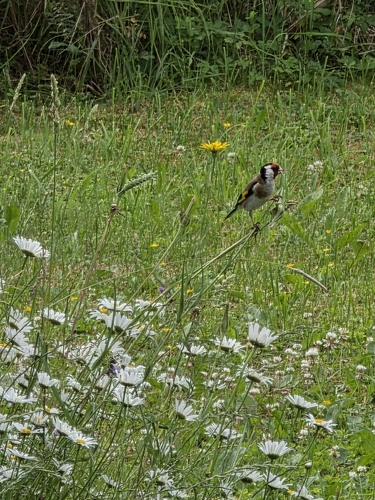European Goldfinch