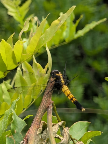 Greater Blue Skimmer