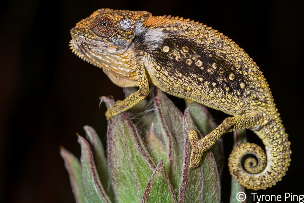 Southern African Dwarf Chameleons (Genus Bradypodion) · iNaturalist