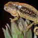 Swartberg Dwarf Chameleon - Photo (c) Tyrone Ping, all rights reserved, uploaded by Tyrone Ping