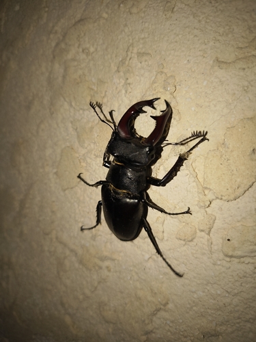 European Stag Beetle