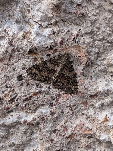 Ascotis fortunata