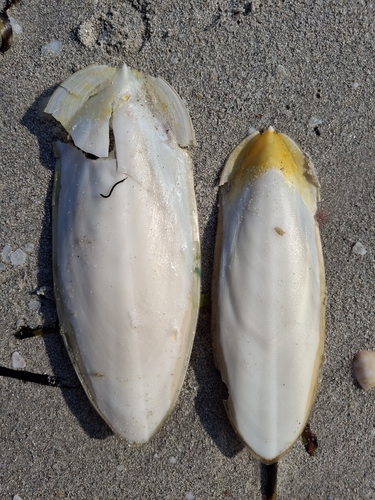 European Common Cuttlefish