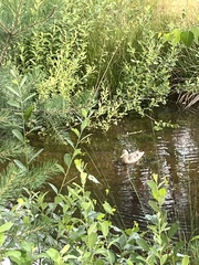 Mallard