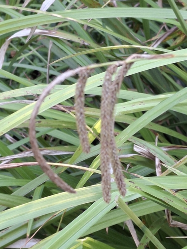 Hanging sedge