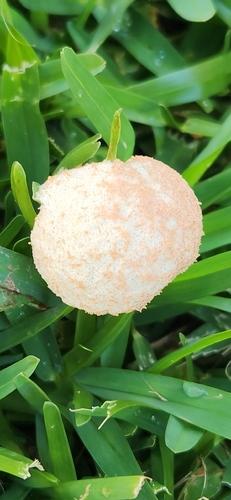 Dog Vomit Slime Mold