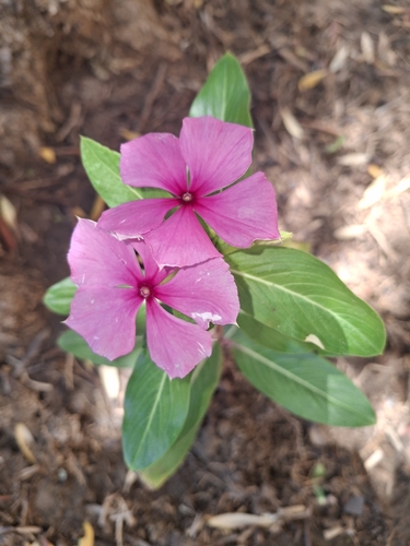 Madagascar Periwinkle