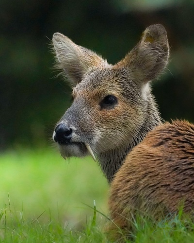 Water Deer