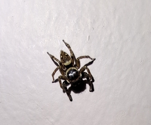 Adanson's House Jumper