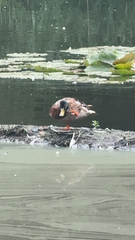 Mallard