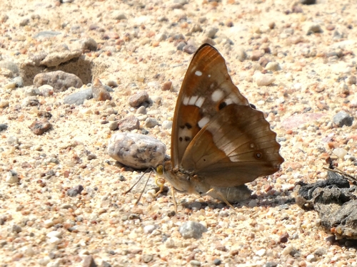 Lesser Purple Emperor