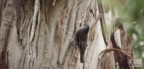 Red-browed Treecreeper