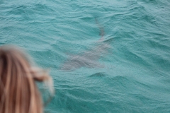 Caribbean Reef Shark