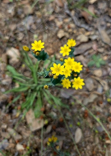 Yellow-wort