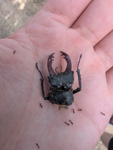 European Stag Beetle