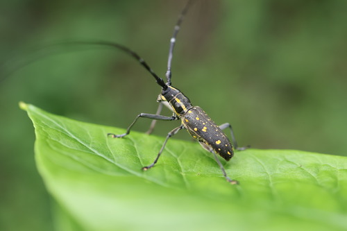 Psacothea hilaris hilaris
