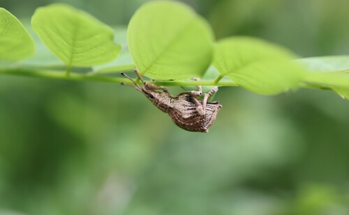 Episomus turritus