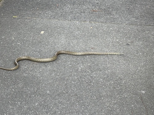 Japanese Ratsnake