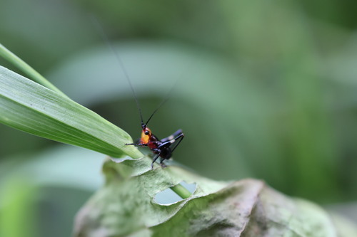 Black-kneed Meadow Katydid