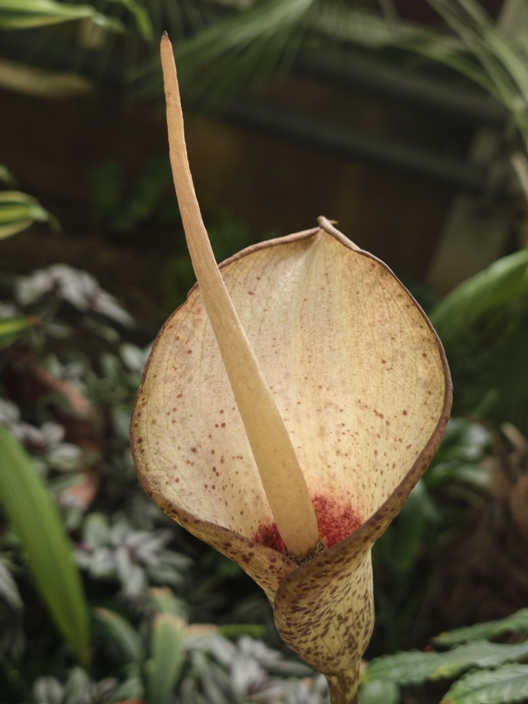 Amorphophallus hayi (Amorphophallus hayi)