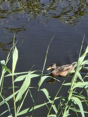 Mallard