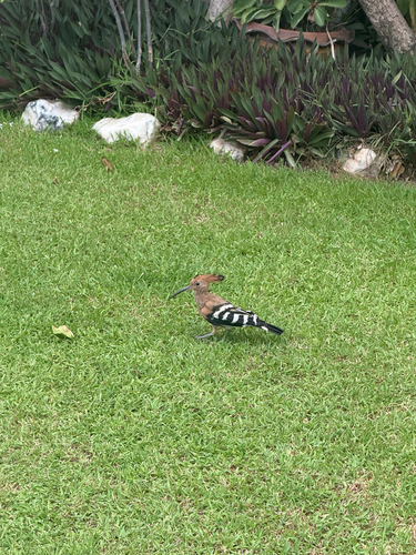 Common Hoopoe