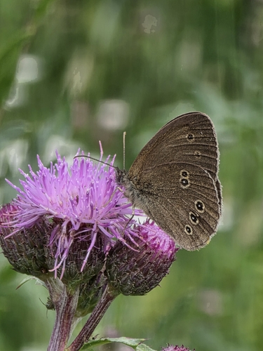 Ringlet