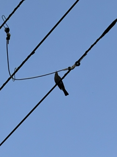 Brown-eared Bulbul (amaurotis)