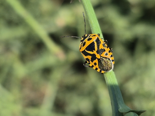 cruciferous bug