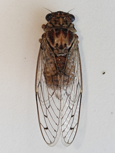 Cicada barbara