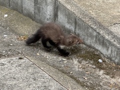 Stone Marten