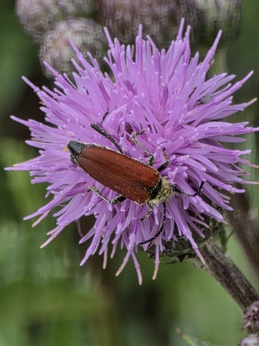 blood-red longhorn beetle
