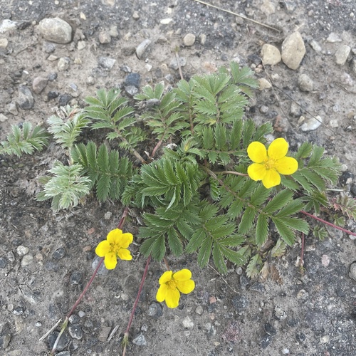 common silverweed