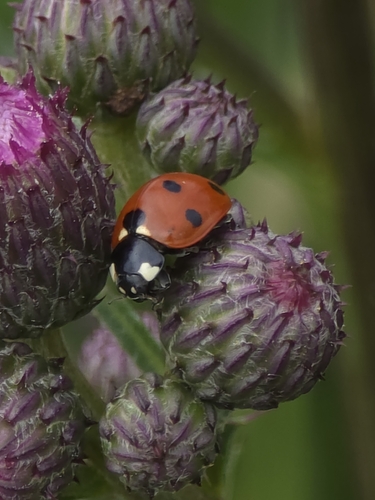 Seven-spotted Lady Beetle