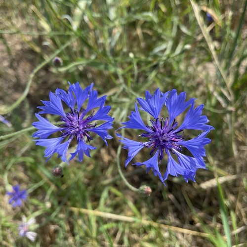 Cornflower